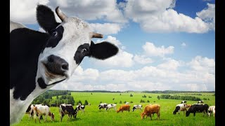 مزارع الأبقار في أوكرانيا