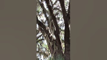 Romantic Southern Live Oak Trees