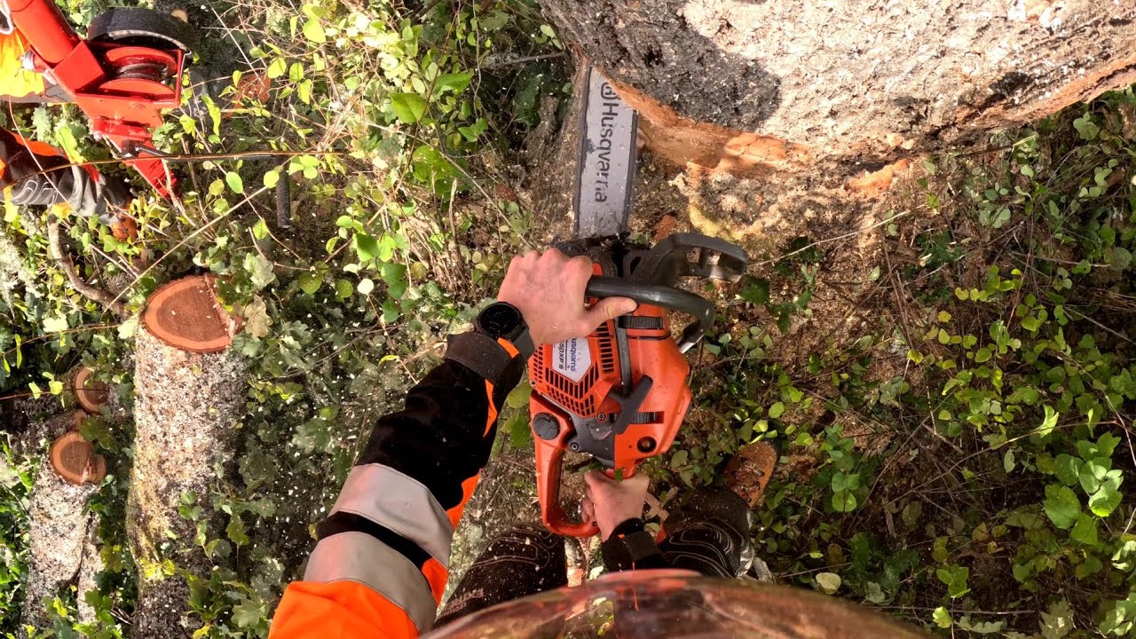 Felling big oak with a Husqvarna 550XPG, RH-pusher and winsh from a ...