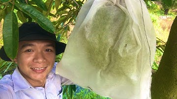 “ Bao Trái Sầu Riêng “ Như “ Bao Mít “ Kết Quả Không Ngờ Lại Như Vậy | Durian bag | Thịnh Sầu Riêng