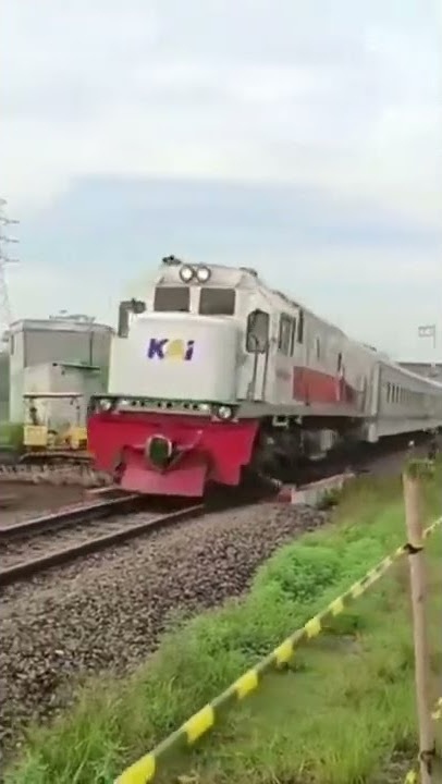 Puluhan Bebek terlindas kereta api
