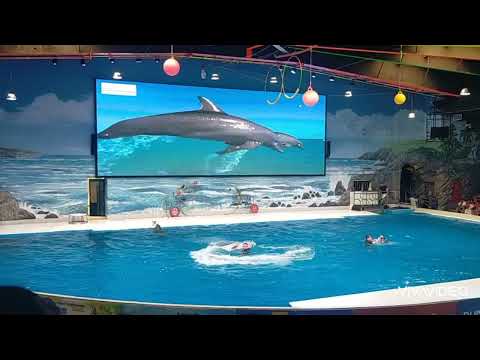 Dubai Dolphinarium