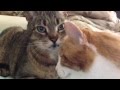 Two Cats Cleaning Each Others Ears