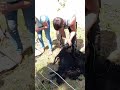 notre beau Charly et notre belle Sandra qui donne le vermifuge a zorro notre mâle ouessant