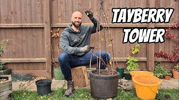 How To Grow Tayberries - Trellising With a TWIST!