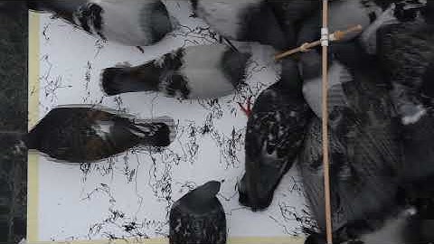 Machinic Protocols - Traces - Pidgeons