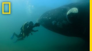 Amazed Diver Swims With Mother Whale and Calf | National Geographic