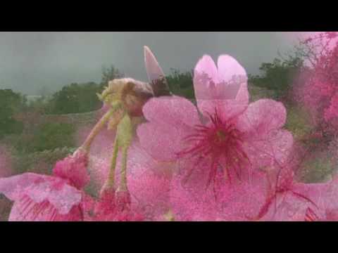 古今和歌集 / The Kokinshû. Spring Poems. Part II, 100 / Весенние песни. Сувий 2 (KKS II, 100)