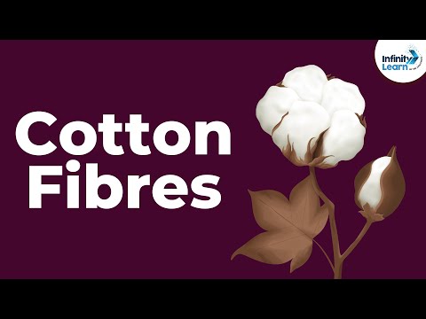 Cotton Fibres | Fibre to Fabrics | Don&rsquo;t Memorise