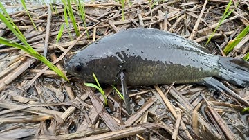 Mưa Dầm Cá Lên Bờ Đầy Trên Ruộng Lúa | Hunting | - TT1987