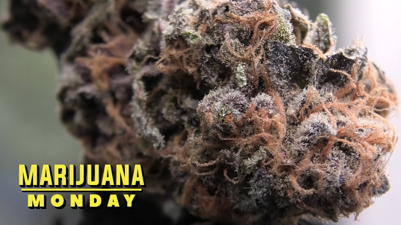 Black Cherry Punch Marijuana Monday