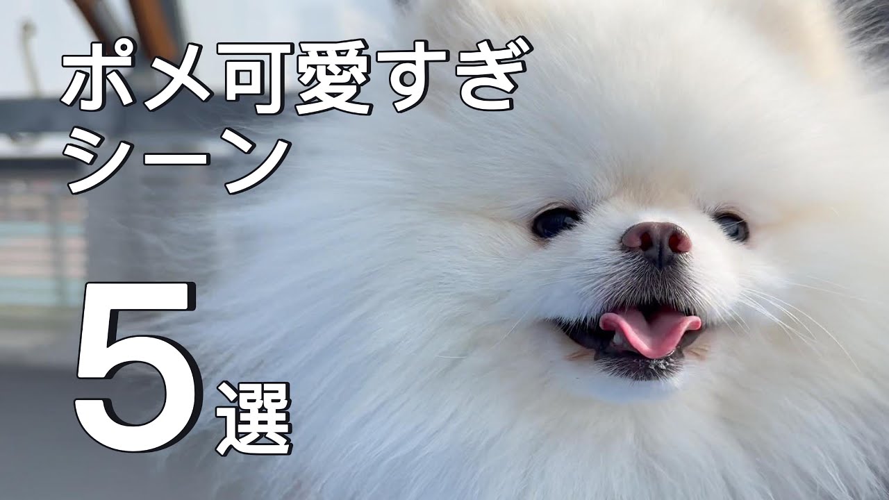 ポメ可愛すぎシーン5選