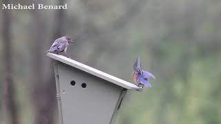 Bluebirds fighting with House Sparrow