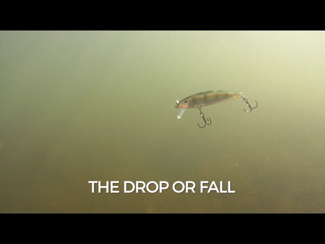 Swimming Action: Rapala X-Rap CountDown 