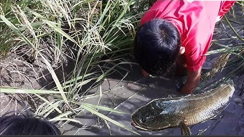Không ngờ vũng trên lúa nhiều cá lóc, cá rô cạn như thế | catch fish run aground on rice