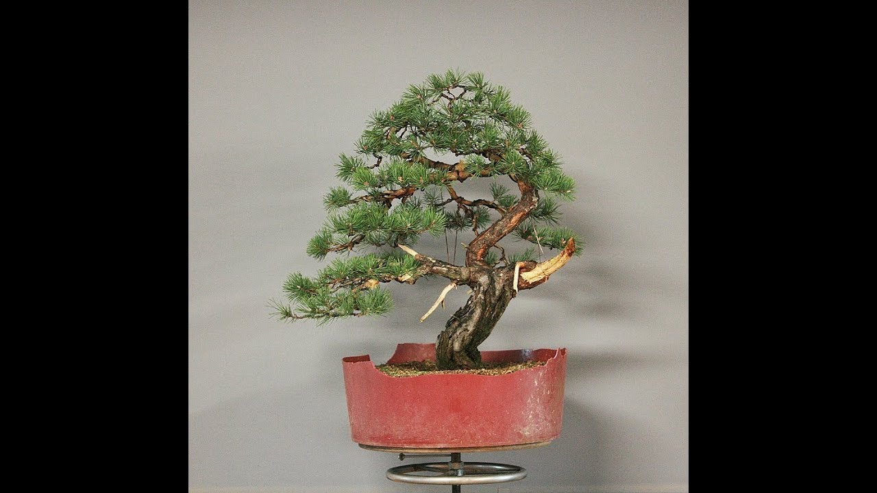 Pinus sylvestris
