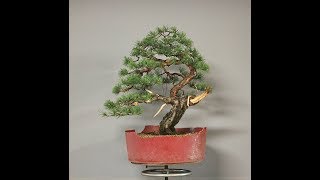Pinus sylvestris