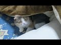 「本年もよろしくお願いします」を猫たちとともに
