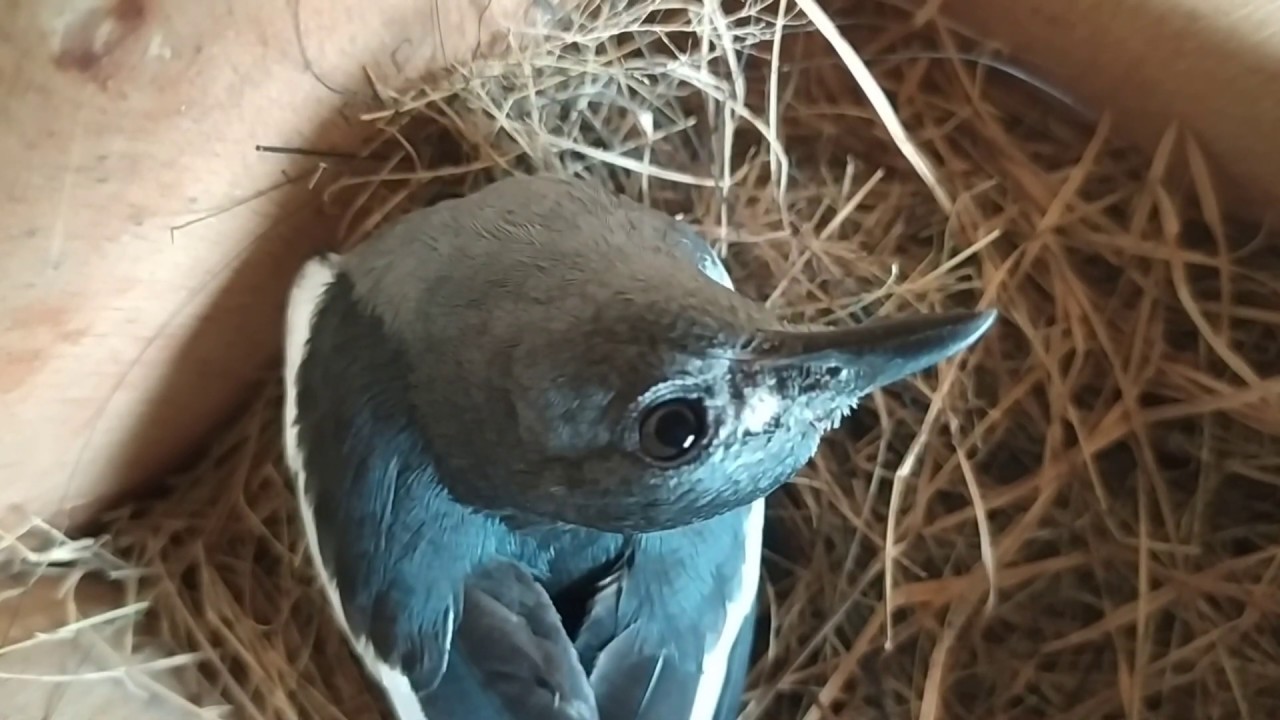 MENGINTIP BURUNG KACER MEMBUAT SARANG DI KANDANG GANTUNG