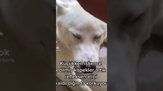 Hayvanlar Candır