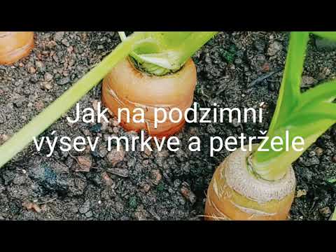 Video: Různé druhy mrkve: Seznamte se s různými druhy mrkve