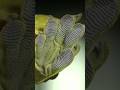 POR QUÉ EL GECKO CAMINA EN LAS PAREDES?(NO ES MAGIA) #memes #humor #viral