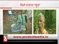 NO TOILETS IN SHELPE SATTARI PEOPLE DEFECATE IN OPEN VILLAGERS ILL WITH SHIGELA INFECTION