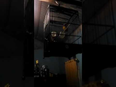 Cucak Cungko Nembak Cililinan Nyeri Nyeri By Qnoy Youtube