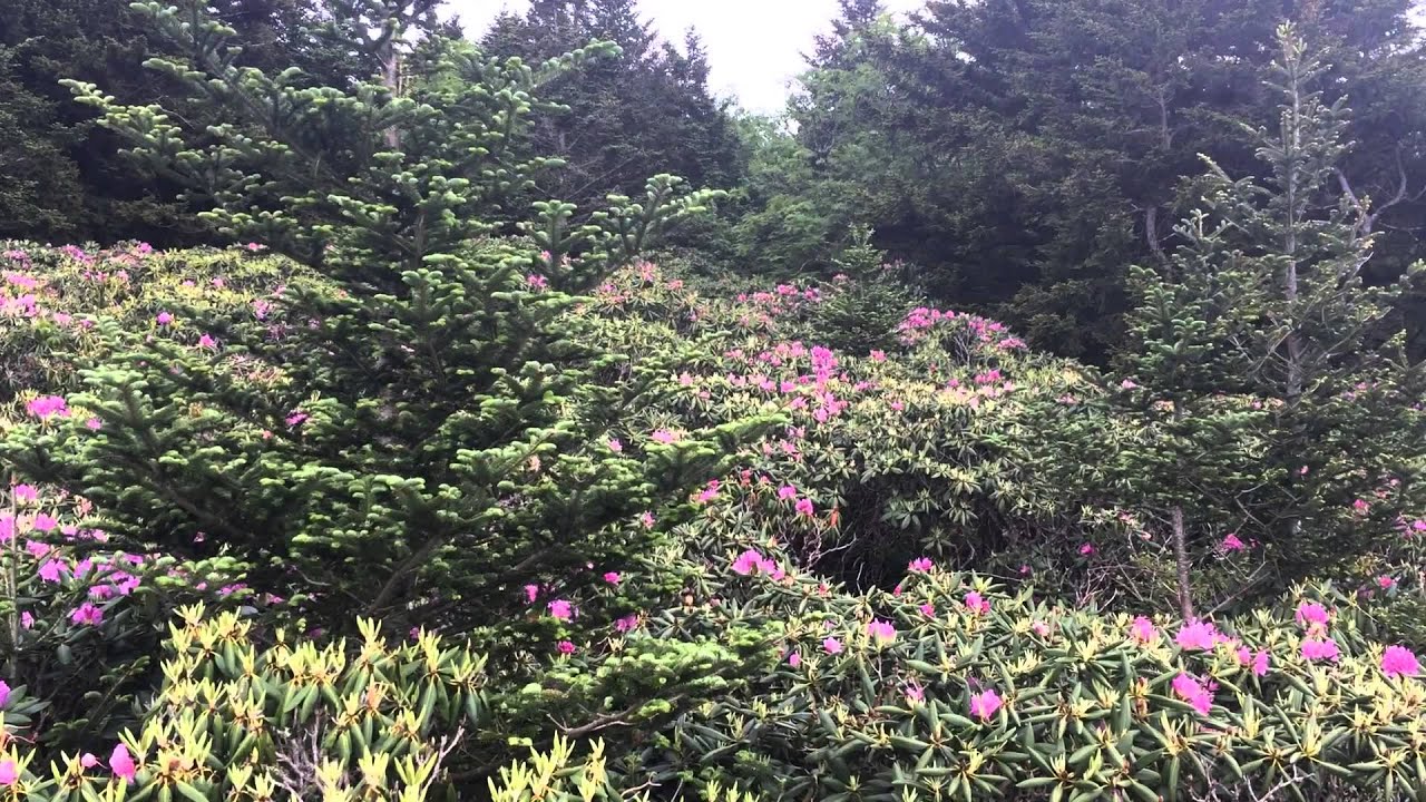 Roan Mountain Rhododendron Gardens YouTube