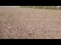 Прямий посів кукурузи по пшиниці