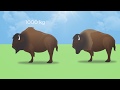 American Bison