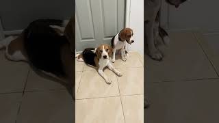 Beagle dogs EP.67 #pets #dog #beagle #cutedog