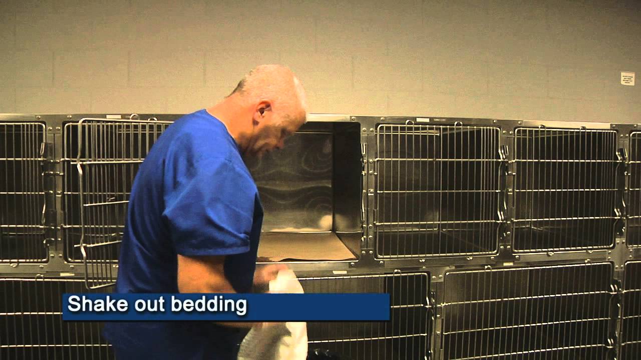 Greenville Animal Shelter YouTube