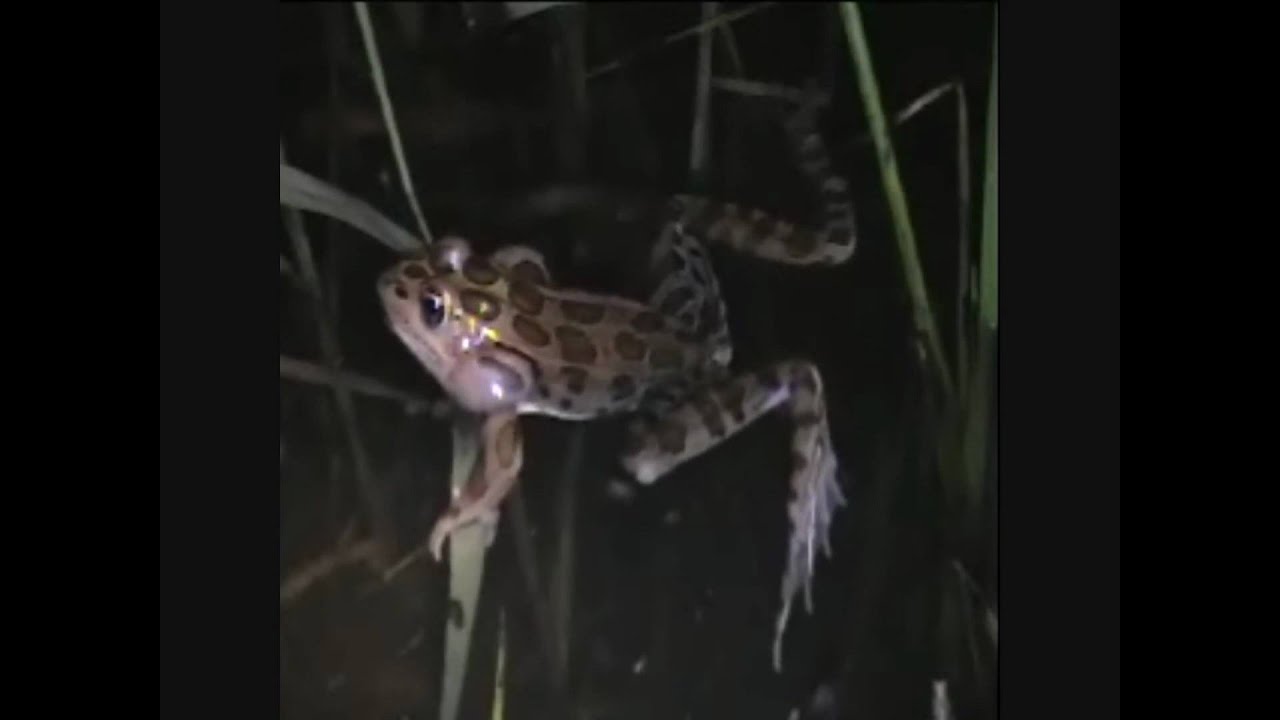 amphibians nedir Northern leopard frogs calling 2