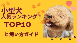 小型犬人気ランキングTOP10と飼い方ガイド