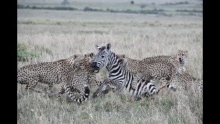 Five Cheetahs Killing Zebra