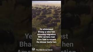 Wildebeest migration #wildlife #animallife #animals #snake #wildebeast #loingaming #wild #birds #