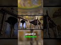 Лестница: Руководство к Истине и Добру