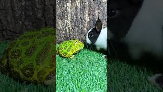 frog vs rabbit fight ? shortsvideo