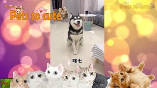 Husky is very funny ! Dog Compilations for dog lovers!  #5