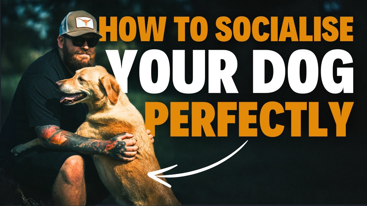 How To Socialise YOUR DOG Perfectly! - YouTube