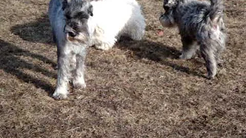 Springtime at Ribban Dog Park ( featuring Pricken,...