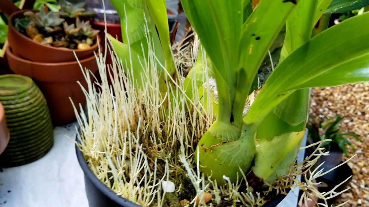 Orchids: cont....Constant Grammatophyllum Growth and updates. Part2