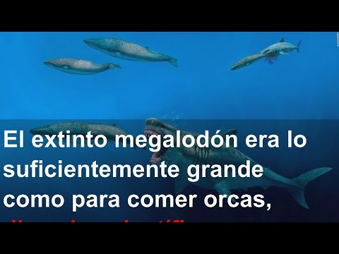 El extinto megalodón era lo suficientemente grande como para comer orcas, dicen los científicos