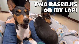 Two Basenjis on my Lap by Basenji Adventures 550 views 3 months ago 2 minutes, 4 seconds
