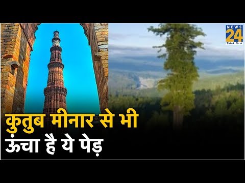 कुतुब मीनार से भी ऊंचा है ये पेड़