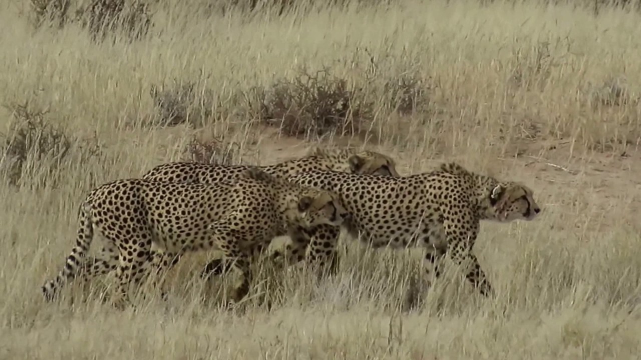 Cheetah Fight 27 June 2017 Kgalagadi - Mata Mata - Road