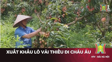 Xuất khẩu lô vải thiều đi châu Âu | Tin tức mới nhất
