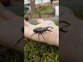 करोड़ों में बिकने वाला कीड़ा 😱 #viral #shorts #insects