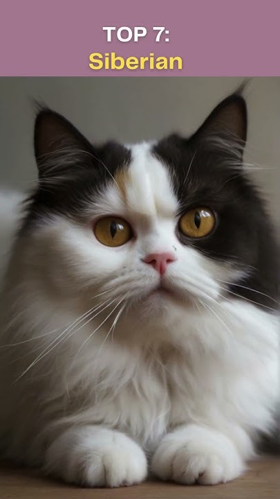 TOP 10 CAT SPECIES WITH THE Sharpest Claws In The World YouTube zooba-who-has-the-sharpest-claws-jade-vs-duke-vs-elaine-youtube
